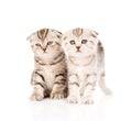Two taby kittens in front. isolated on white background Royalty Free Stock Photo