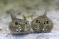 Two tadpoles of common water frog  in the pond Royalty Free Stock Photo