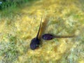 Two tadpoles in a pond Royalty Free Stock Photo