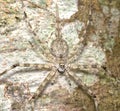 Two-tail spider Hersilia savignyi well camouflaged on tree in forest, Sri Lanka