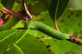Two tailed pasha butterfly caterpillar overview - Charaxes jasius