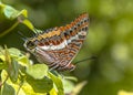 Two-tailed pasha butterfly