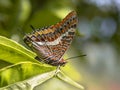 Two-tailed pasha butterfly