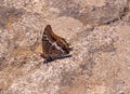 Two-tailed Pasha butterfly sitting on on a stone Royalty Free Stock Photo