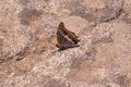 Two-tailed Pasha butterfly sitting on on a stone
