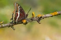 The two-tailed pasha or foxy emperor butterfly charaxes jasius Royalty Free Stock Photo