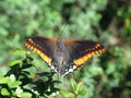 Two-tailed Pasha or Foxy Emperor Royalty Free Stock Photo