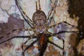 Two tailed spider, Hersilia savignyi with kill, Agumbe, Karnataka