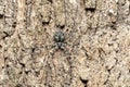 Two-Tailed Spider, Tree trunk spider, Long-spinnered Bark Spider, Hersiliidae sp, Analamazaotra National Park, Madagascar wildlife