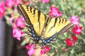 Two-Tailed Swallowtail Butterfly on Dwarf Dianthus Royalty Free Stock Photo