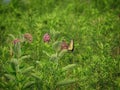 Two-tailed swallowtail butterfly on milkweed on milkweed