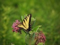 Two-tailed swallowtail butterfly on milkweed