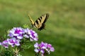 Two-tailed Swallowtail Butterfly Royalty Free Stock Photo