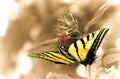 Two-Tailed Swallowtail Butterfly on Red Firespike