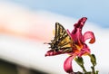 Two-tailed Swallowtail (Papilio multicaudata) in Lily in a Home