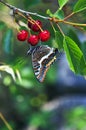 Two Tailed Swallowtailed butterfly on wild cherries