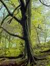 Two tall beech trees in wooland in early spring with bright green new vibrant leaves Royalty Free Stock Photo