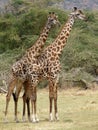 Two tall giraffes standing together on savanna, National Park,Tanzania