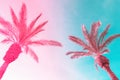 Two tall palm trees on toned gradient pink blue sky with light fluffy clouds. Creative trendy summer tropical background. Vacation