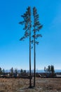 Two tall slender trees stand alone in a field on the outskirts of the village against the backdrop of a clear blue sky. Royalty Free Stock Photo