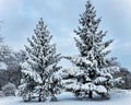 Two tall spruce trees covered in heavy snow on a cloudy winter day in Riga Royalty Free Stock Photo
