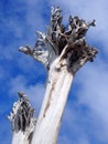 Tall stark white dead trees trees in bright sunlight against clouds and blue sky Royalty Free Stock Photo