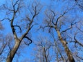 Two Tall Trees and Blue Sky in Winter in January Royalty Free Stock Photo