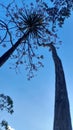two tall trees towered in the bright blue sky Royalty Free Stock Photo