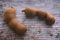 Two Tamarind pods (Tamarindus indica)