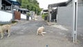 Two tame stray dogs who are playing and loyally guarding the residential area