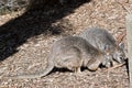 Two tammar wallabies Royalty Free Stock Photo