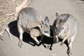 Two tammar wallabies are on the path Royalty Free Stock Photo