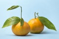 Two tangerines on blue background