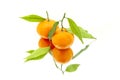 Two tangerines with leaf on white background on mirror