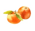 Two tangerines with leaves. Watercolor illustration isolated on white background. Delicious Mandarin