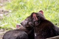 the two tasmanian devils are fighting Royalty Free Stock Photo