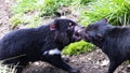 Two Tasmanian Devils nip in disagreement Royalty Free Stock Photo