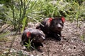 two Tasmanian devils resting together