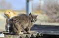 Two rival cats climbed on the roof and find out the relationship in the spring on the street