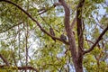 Two Tawny Frogmouth Owls Camouflaged Amongst The Trees