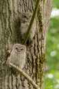 Two tawny owls or brown owls Strix aluco juv. perched on a branch Royalty Free Stock Photo
