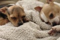 Two teacup chihuahua dogs 1434 Royalty Free Stock Photo