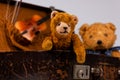 two teddies sitting inside a small vintage case Royalty Free Stock Photo