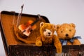 two teddies sitting inside a small vintage case Royalty Free Stock Photo