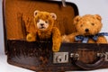 two teddies sitting inside a small vintage case Royalty Free Stock Photo