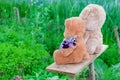 Two Teddy bear toys summer among green grass with flowers, Royalty Free Stock Photo