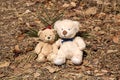Two teddy bears on autumn leaves Royalty Free Stock Photo