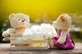 Two teddy bears in love sitting on wooden box and wood. And whit Royalty Free Stock Photo