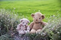 Two Teddy Bears sitting and picnic on grass with green rice field background.Teddy Bear is a gift,toy and best friend for children Royalty Free Stock Photo