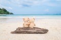 Two teddy bears sitting on the timber with sea view. Love and re Royalty Free Stock Photo